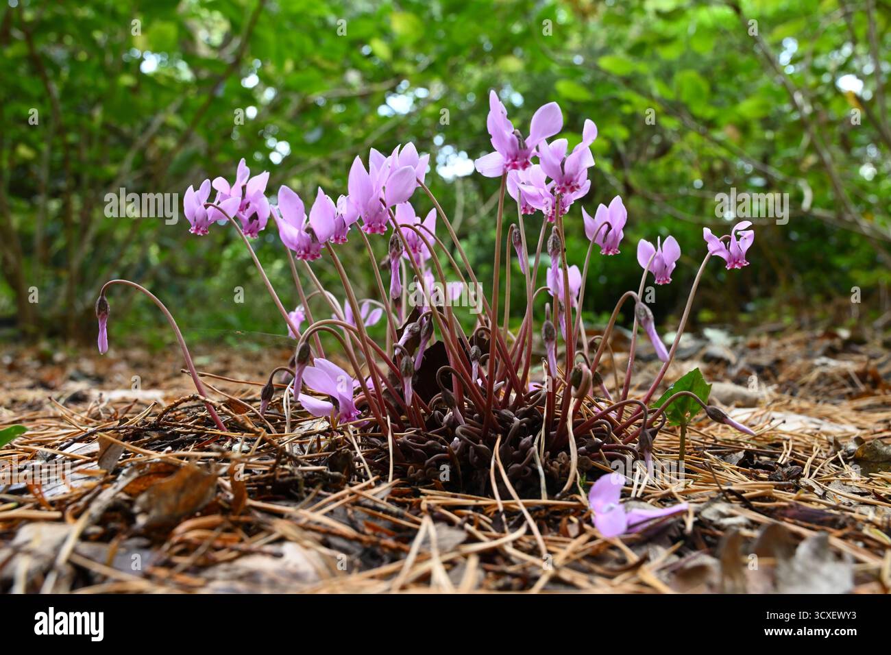 Fiori rosa autunnali di ciclamino hederifolium, il ciclamino o il pane di soia con lievito d'edera nel giardino del regno unito settembre Foto Stock