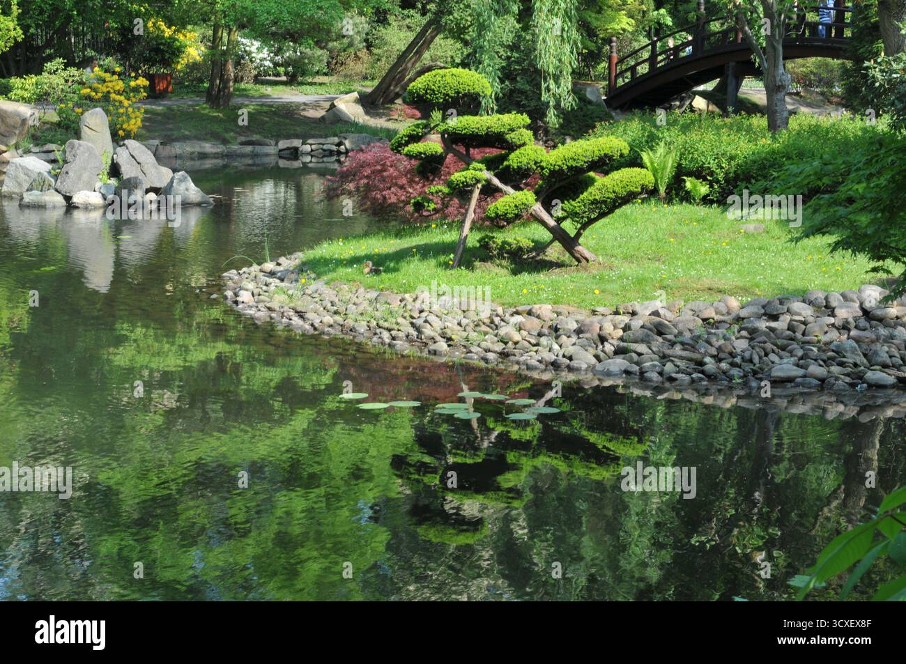 Ponte in legno e arbusti ornamentali riflessi nello stagno del giardino giapponese di Wrocław, in Polonia, un famoso parco pubblico e attrazione turistica. Foto Stock