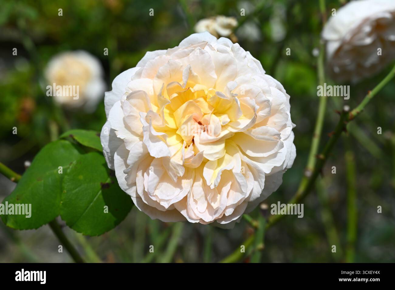 Doppio, fiori di albicocca pallidi di rosa arbustiva in fiore, rosa the Lady Gardener UK Garden settembre Foto Stock