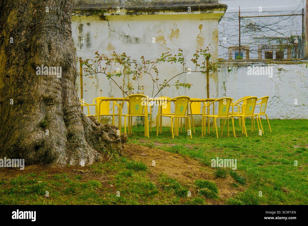 Grande tronco d'albero e tavolo e sedie di colore giallo brillante a Lisbona, la capitale collinare del Portogallo, una città costiera conosciuta per la sua cultura dei caffè e il vivace Fado musi Foto Stock