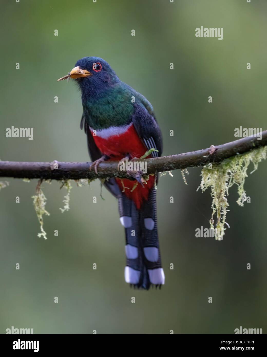Bellissime fotografie di uccelli dal Sud America. Foto Stock