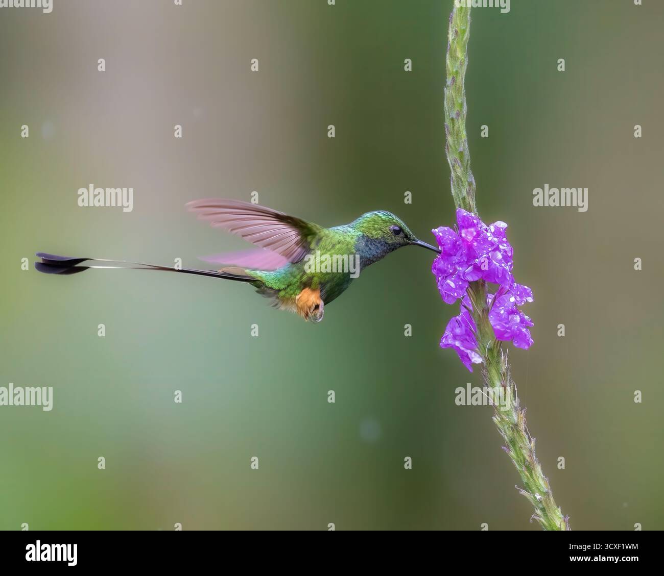 Bellissime fotografie di uccelli dal Sud America. Foto Stock