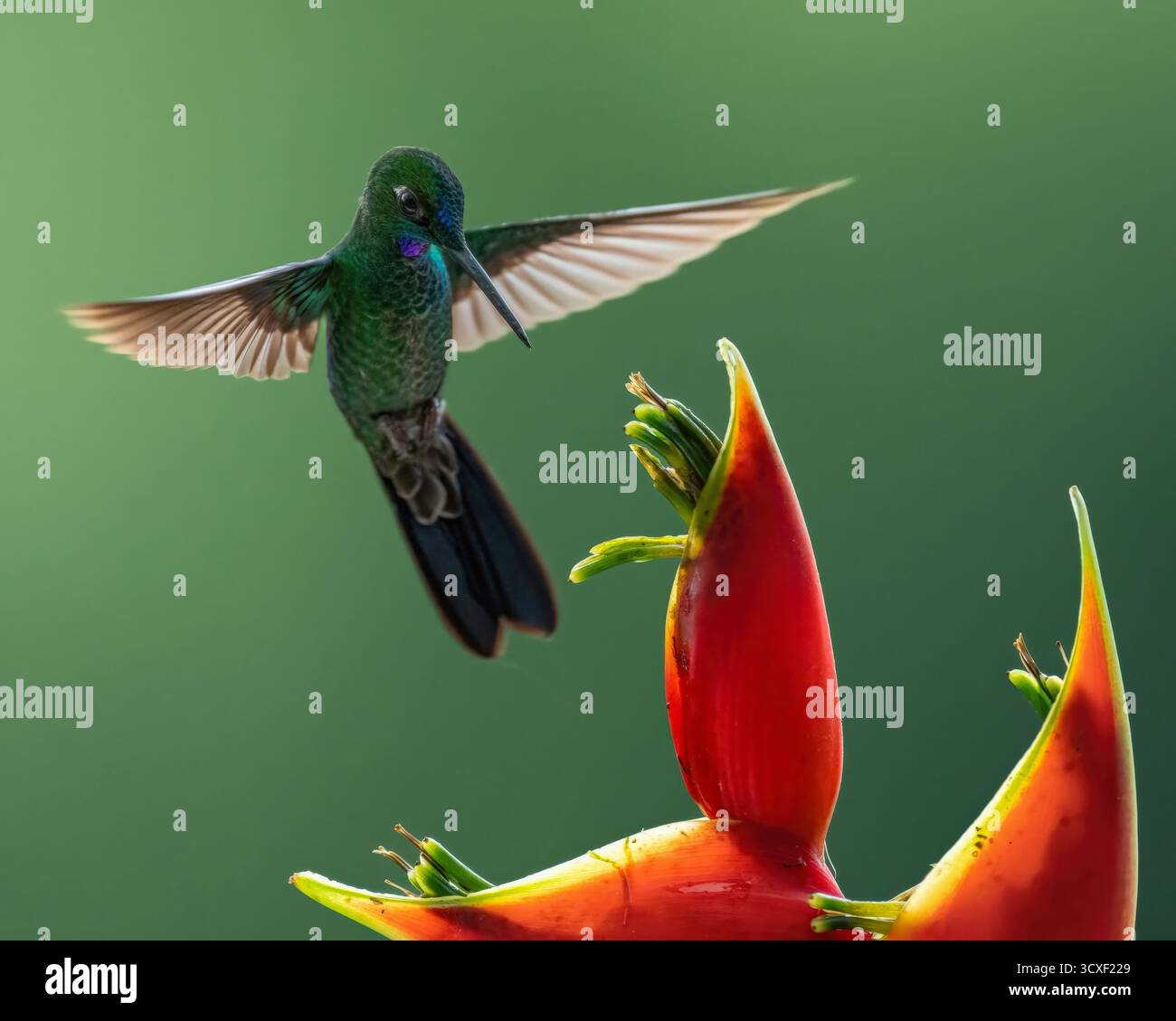 Bellissime fotografie di uccelli dal Sud America. Foto Stock