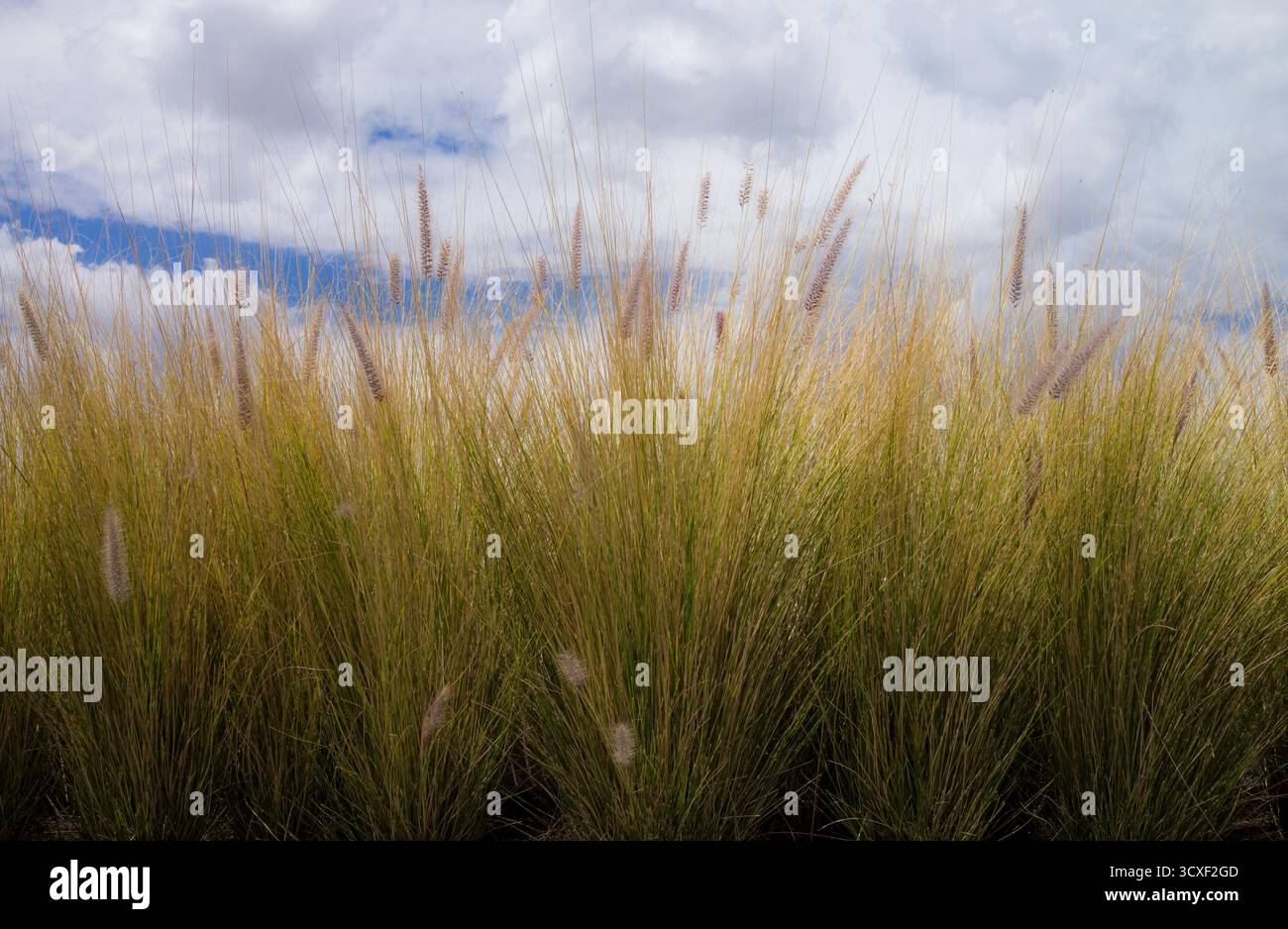 Erba sul tetto del Museo Amparo, Puebla, Messico. Il Museo Amparo, situato nel centro storico di Puebla, è uno dei più importanti Foto Stock
