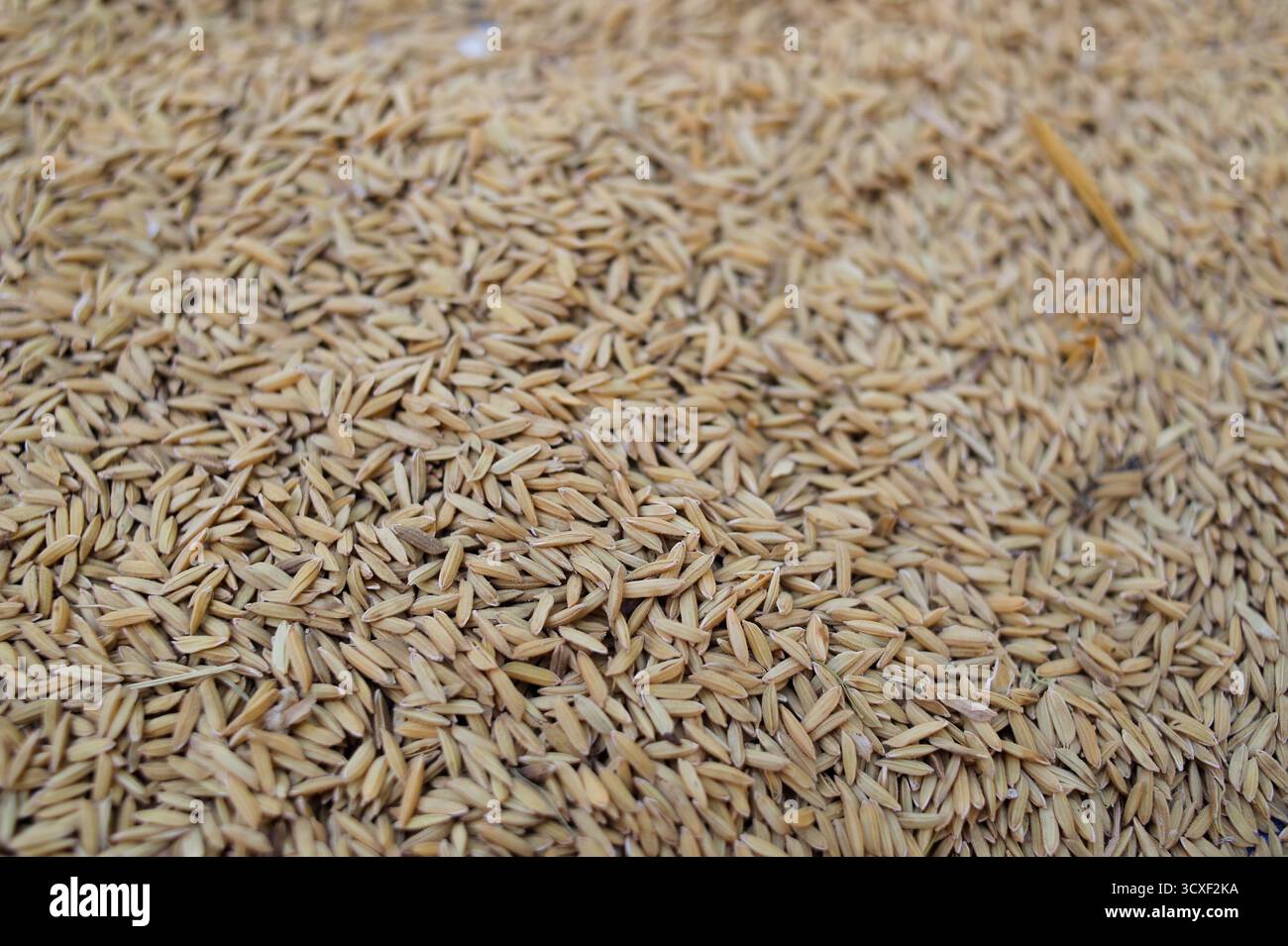 Primo piano sopraelevato che rivela la consistenza densa di numerosi grani di riso crudi non semigreggi (risone) sparsi, probabilmente essiccati Foto Stock