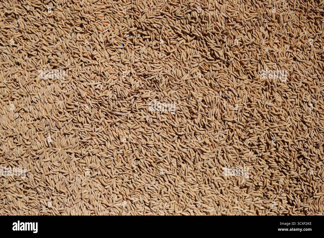 Primo piano sopraelevato che rivela la consistenza densa di numerosi grani di riso crudi non semigreggi (risone) sparsi, probabilmente essiccati Foto Stock