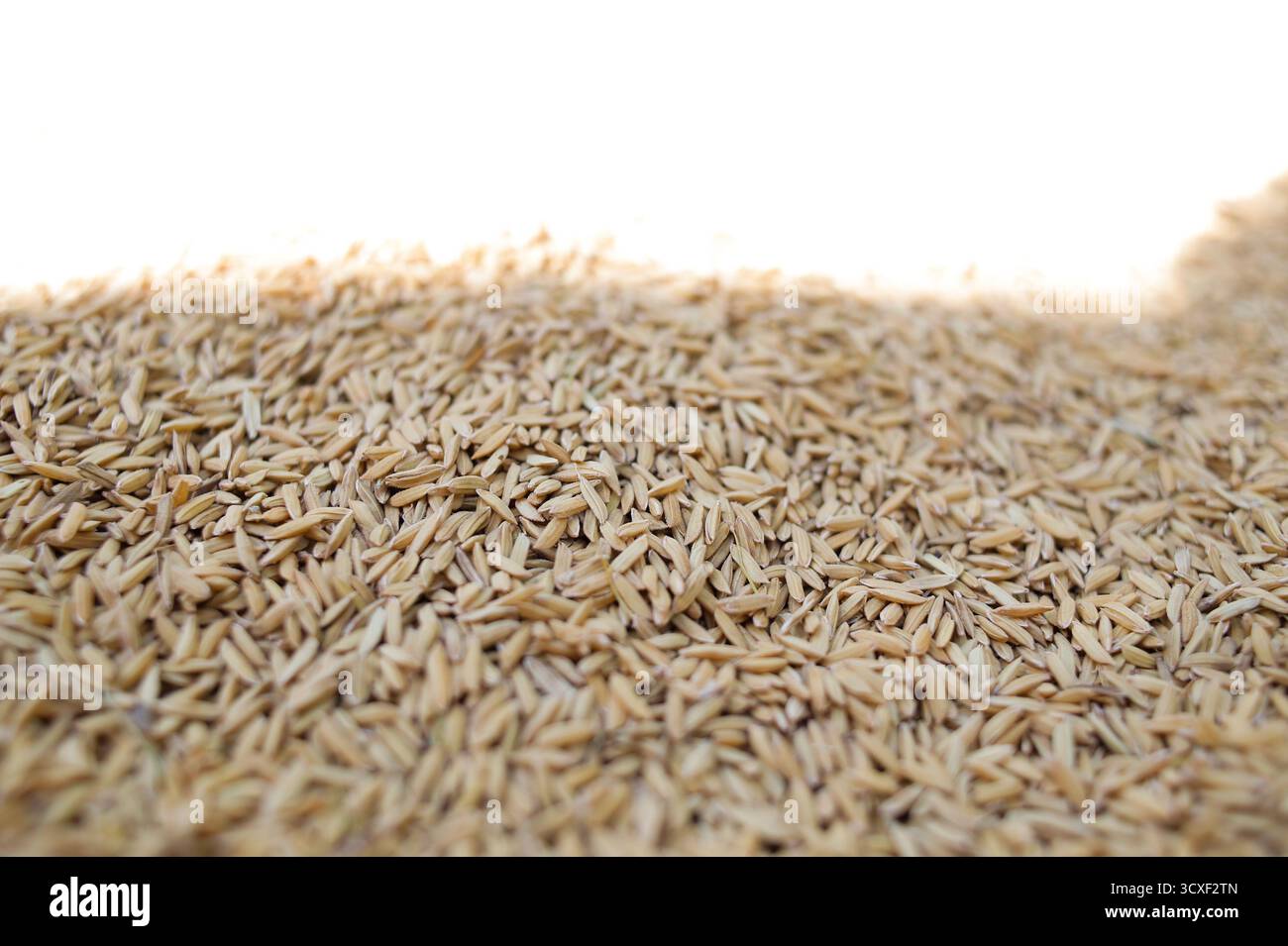 Primo piano sopraelevato che rivela la consistenza densa di numerosi grani di riso crudi non semigreggi (risone) sparsi, probabilmente essiccati Foto Stock