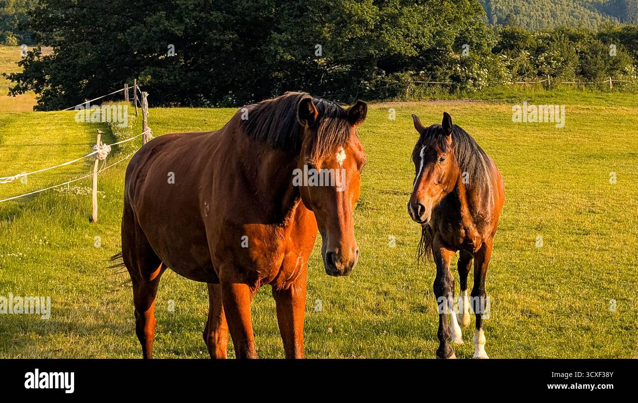Due cavalli bruni che camminano insieme su un prato verde illuminato dal sole durante l'ora d'oro nella campagna rurale con toni caldi e naturali. Foto Stock