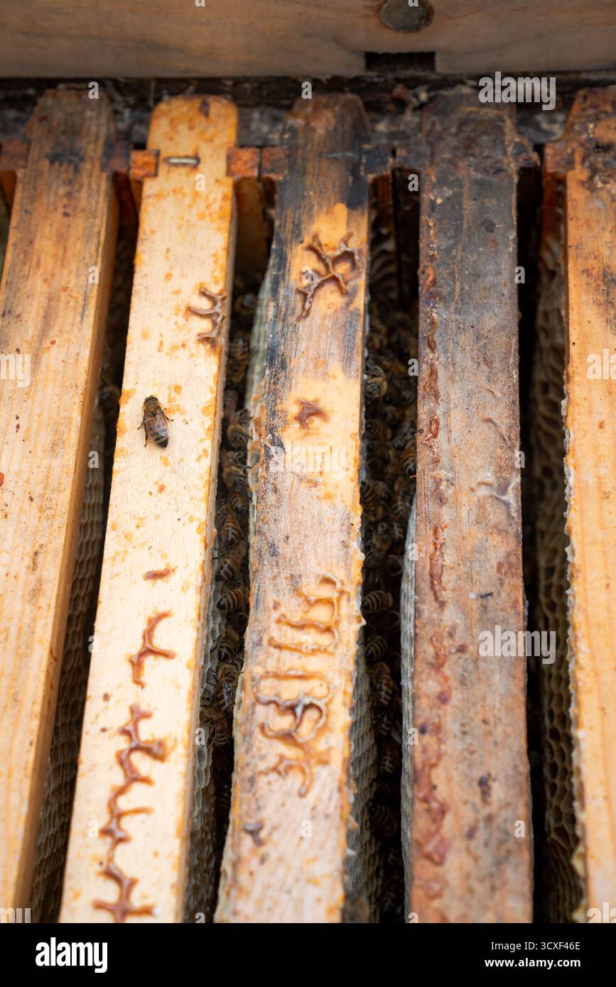 Primo piano di telai di alveare in legno con accumulo di cera e un'ape singola che strizza sulla superficie, mostrando la consistenza, la maestria artigianale e il becco naturale Foto Stock