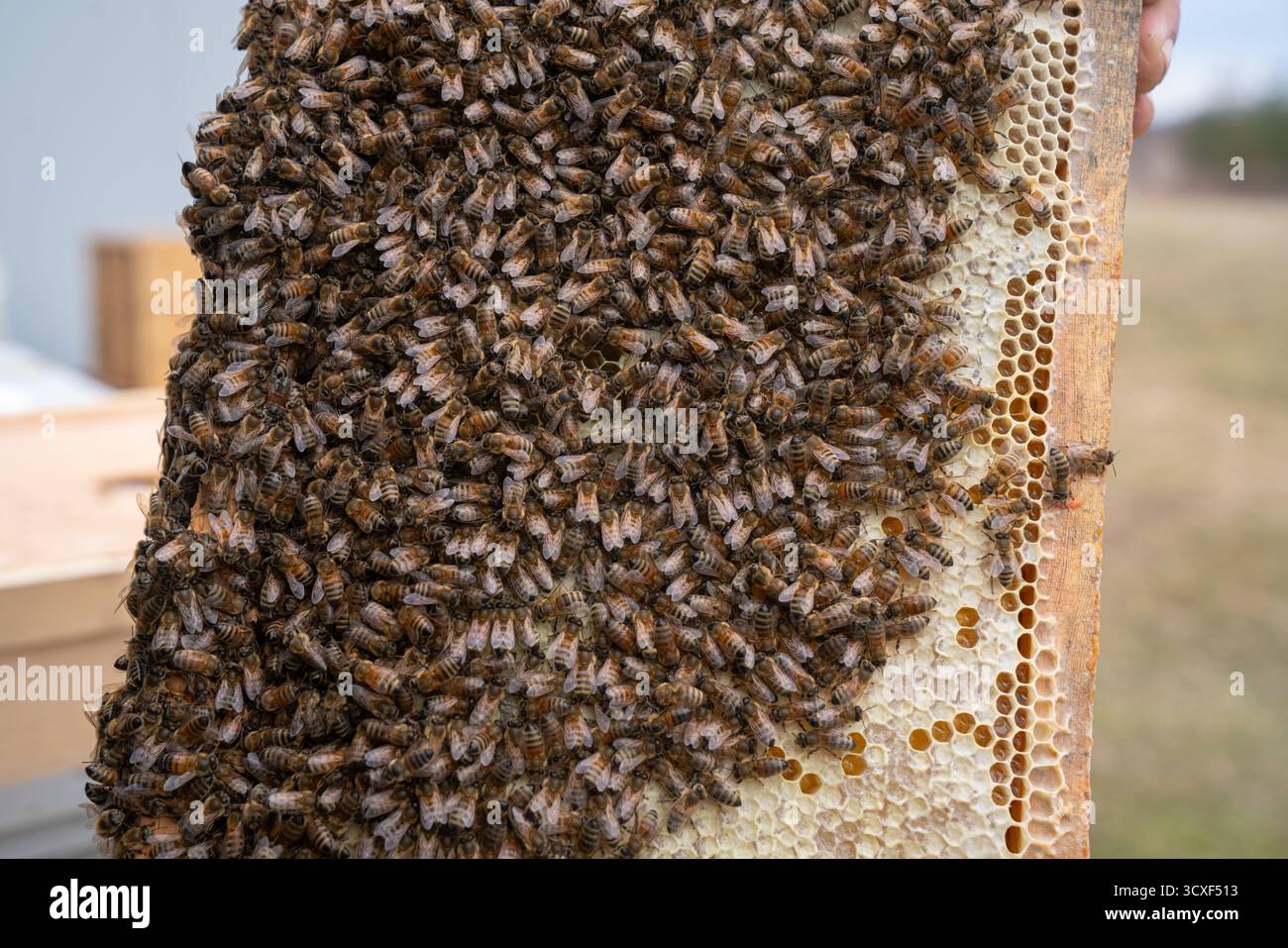 Ammasso di api mellifere che ricoprono densamente una cornice di alveari in una fattoria di api, illustrando l'attività dell'impollinatore e la raccolta sostenibile del miele Foto Stock