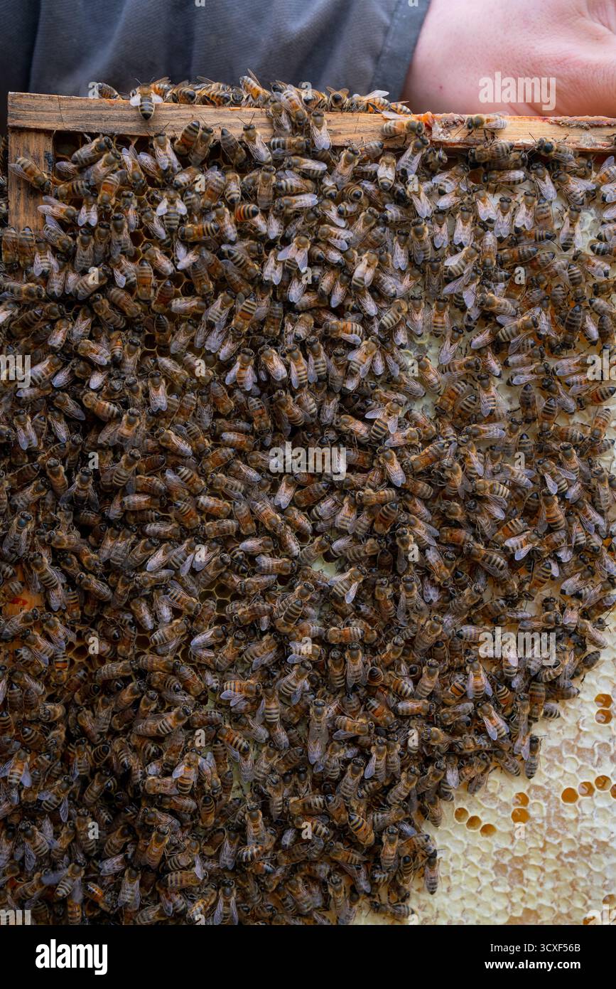 Foto macro di un denso gruppo di api mellifere che copre un pettine di cera, che mostra il lavoro di squadra di impollinazione e la struttura di un alveare fiorente Foto Stock