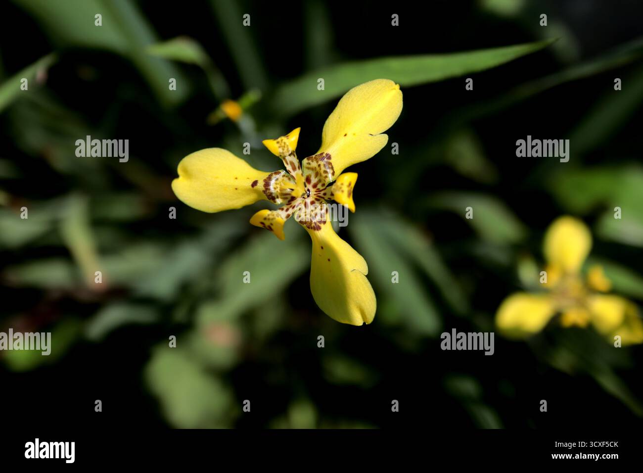 Un piccolo fiore di Yellow Walking Iris che è appena fiorito Foto Stock