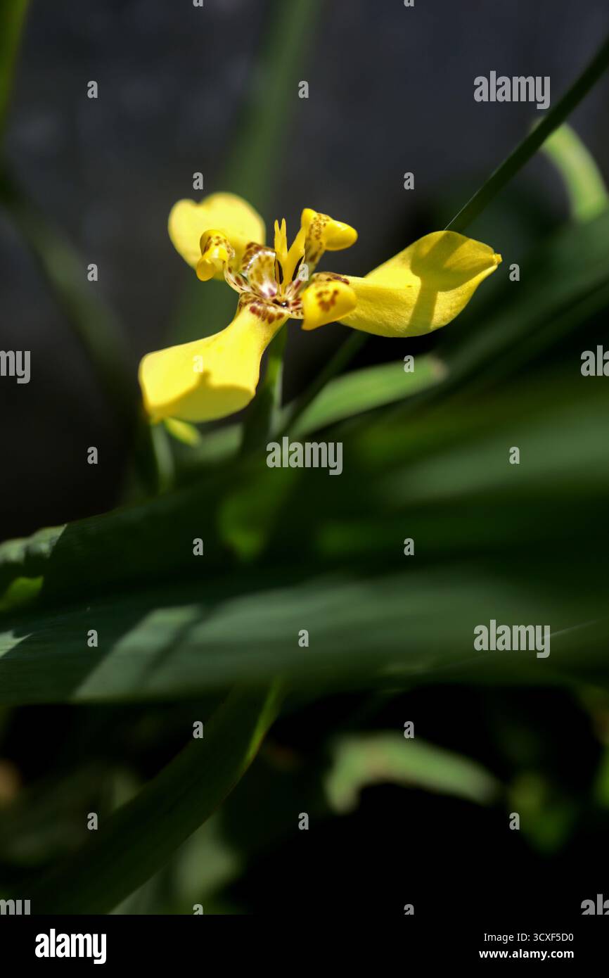Un piccolo fiore di Yellow Walking Iris che è appena fiorito Foto Stock