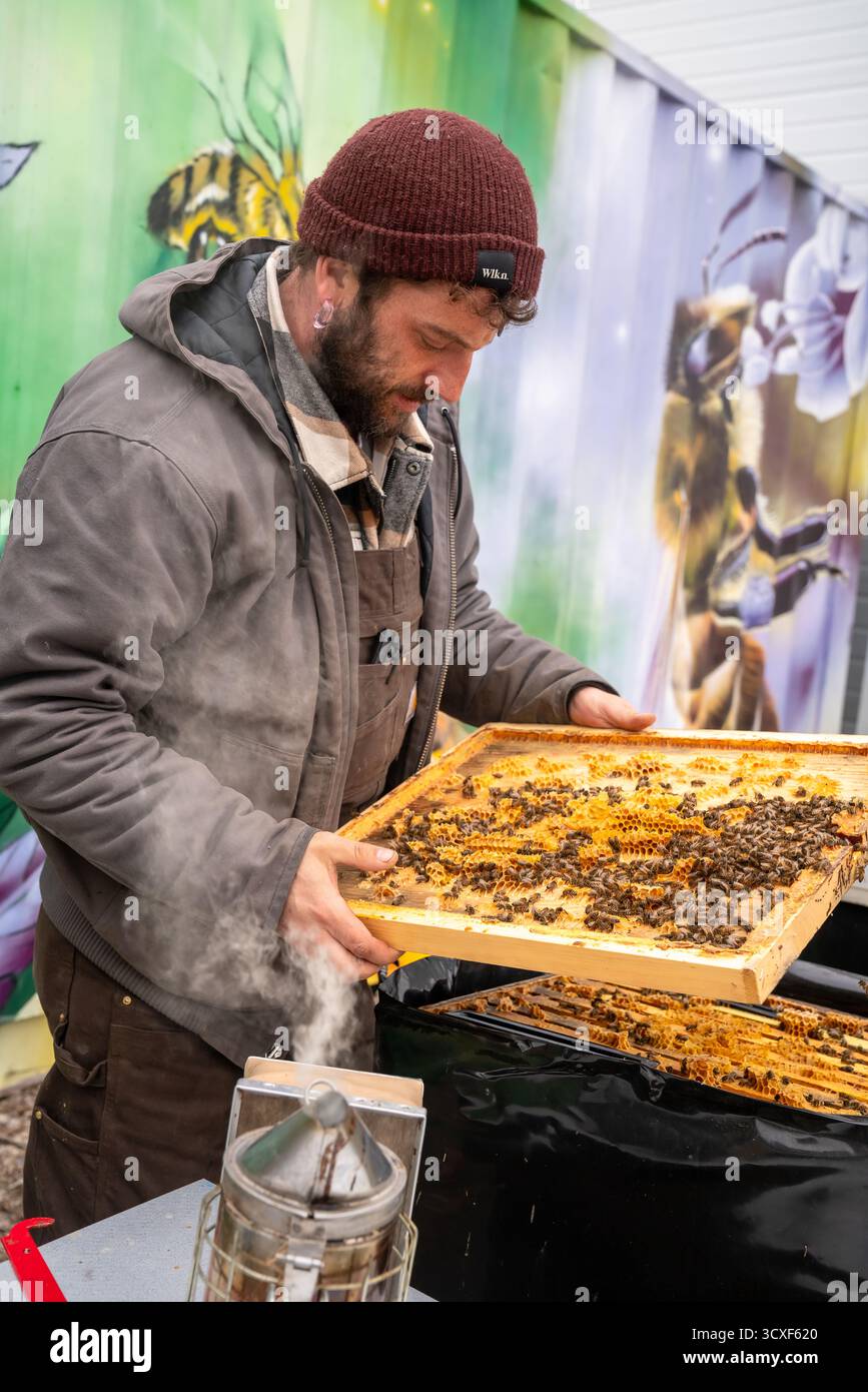Un apicoltore solleva una struttura di miele in legno ricoperta di api presso la Dancing Bee Farm durante un'ispezione dell'alveare per monitorare la salute delle colonie e la produzione di miele. Foto Stock