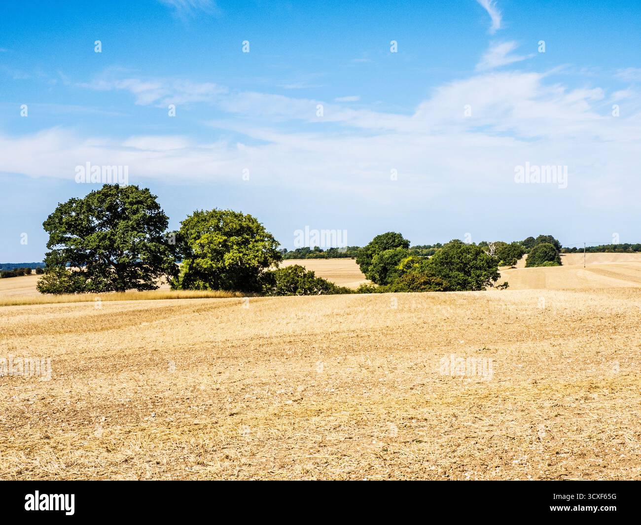 Campagna ondulata vicino a Hungerford nel Berkshire. Foto Stock