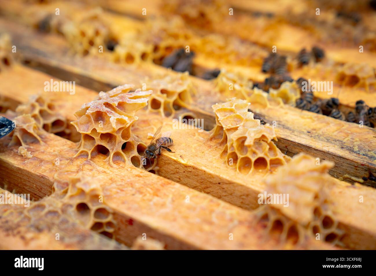 Foto macro di un singolo alveare su un pettine di cera all'interno di un alveare, che mostra l'intricata struttura naturale e la bellezza dell'artigianato a nido d'ape Foto Stock