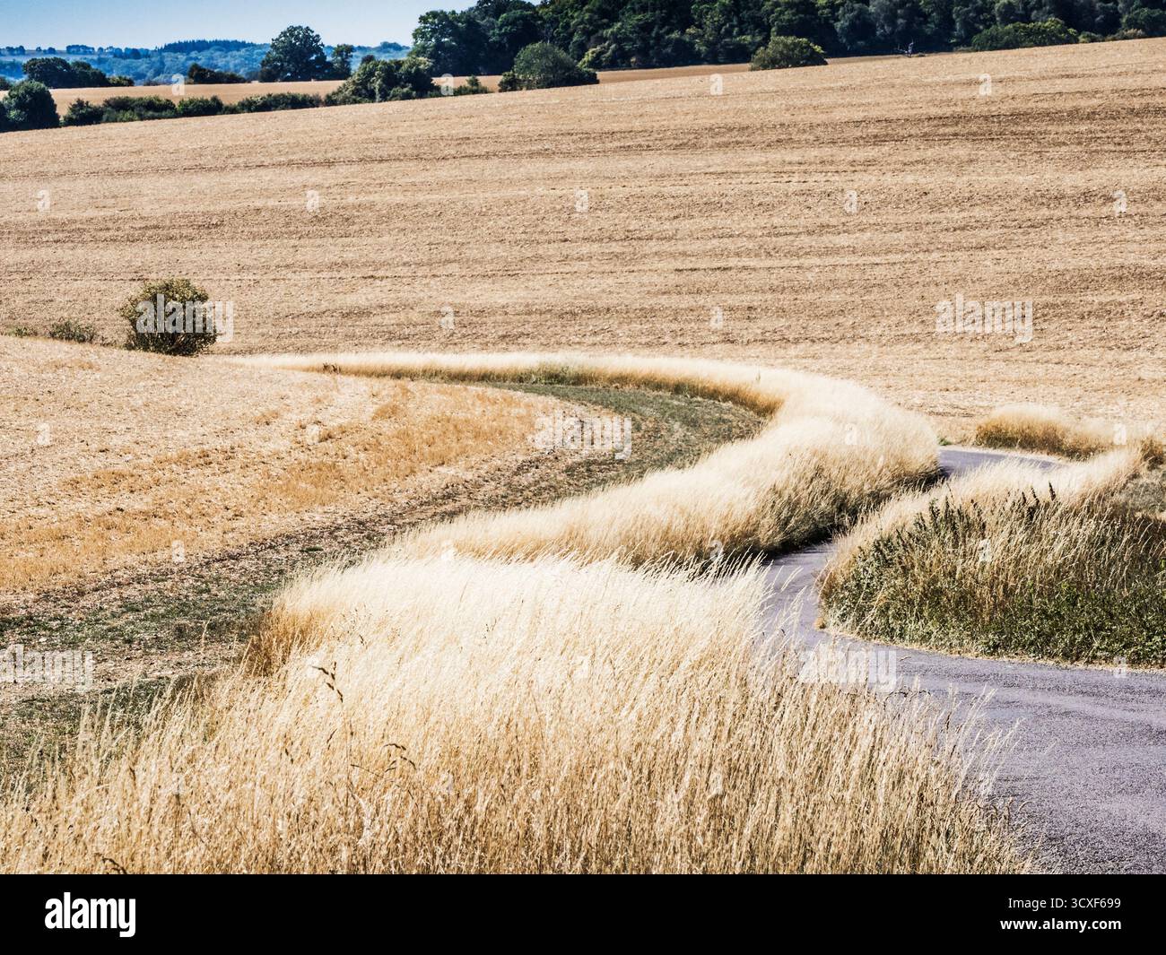Campagna ondulata vicino a Hungerford nel Berkshire. Foto Stock