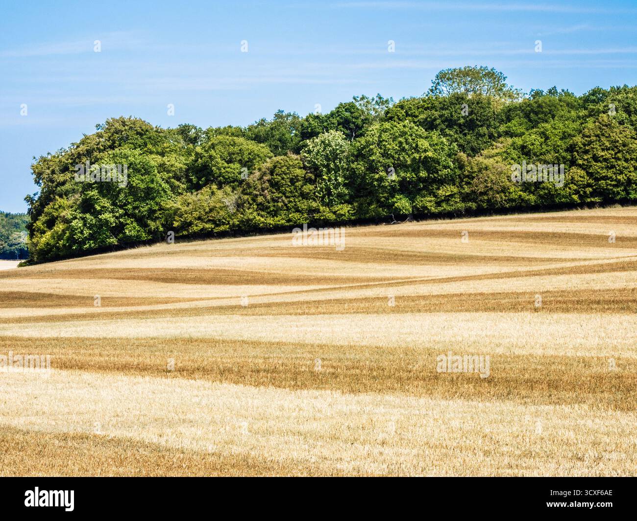 Campagna ondulata vicino a Hungerford nel Berkshire. Foto Stock