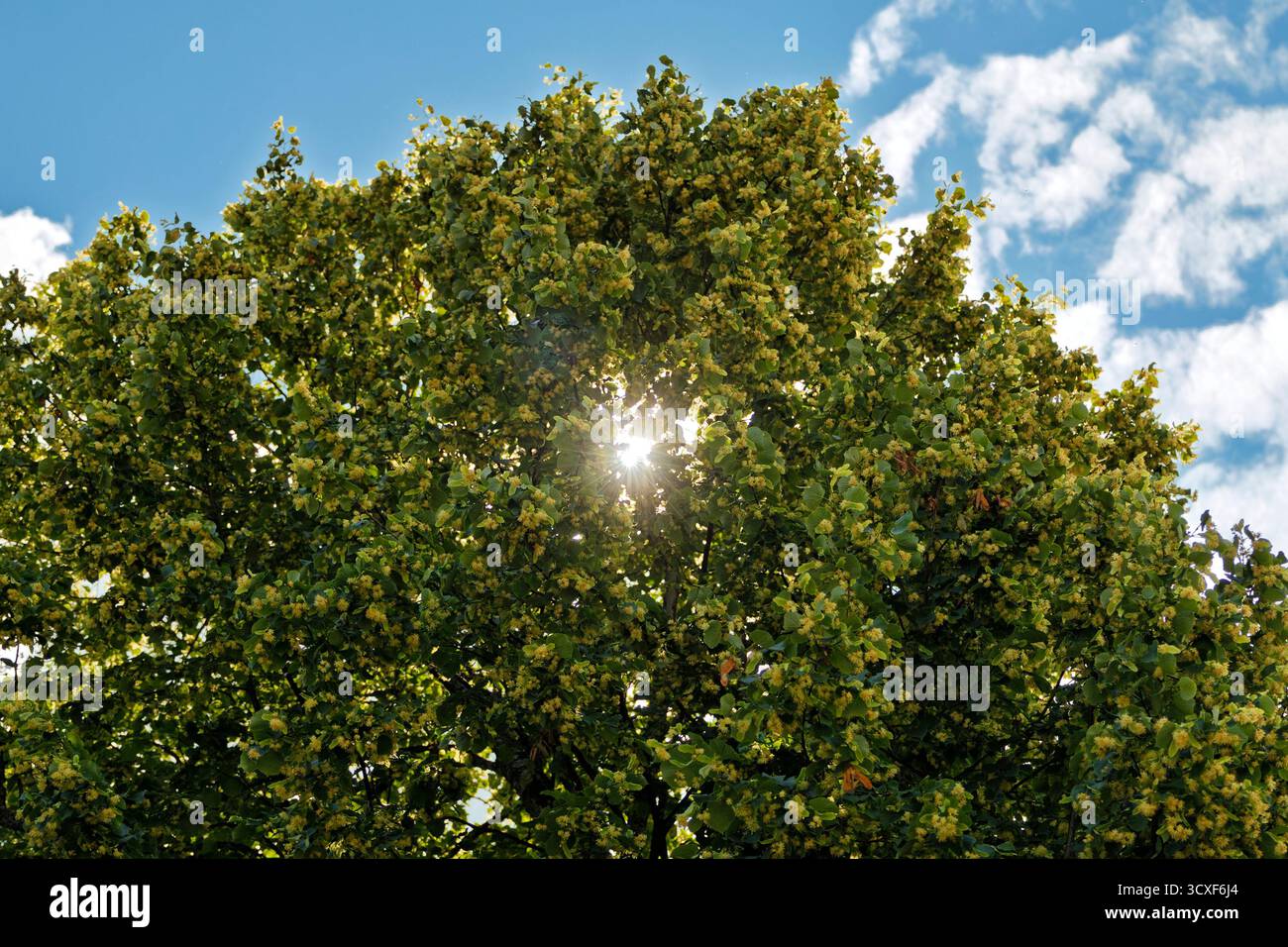 La luce del sole brilla attraverso le foglie dense, verdi e giallognole e i fiori di un tiglio maturo contro un cielo blu con nuvole bianche. Foto Stock