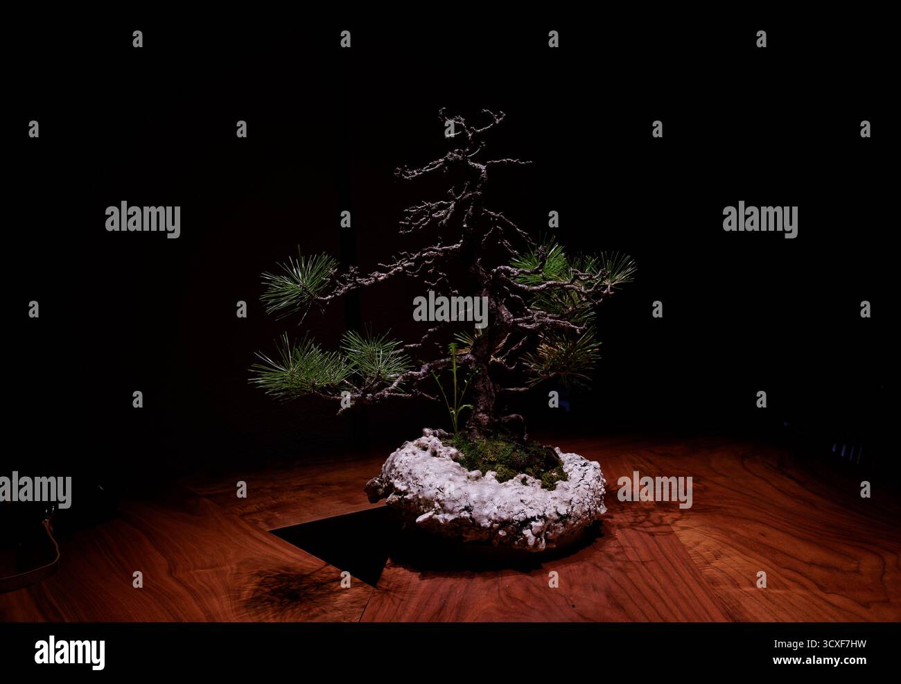 Un albero di bonsai illuminato sotto una sola luce su un tavolo di legno con sfondo scuro Foto Stock