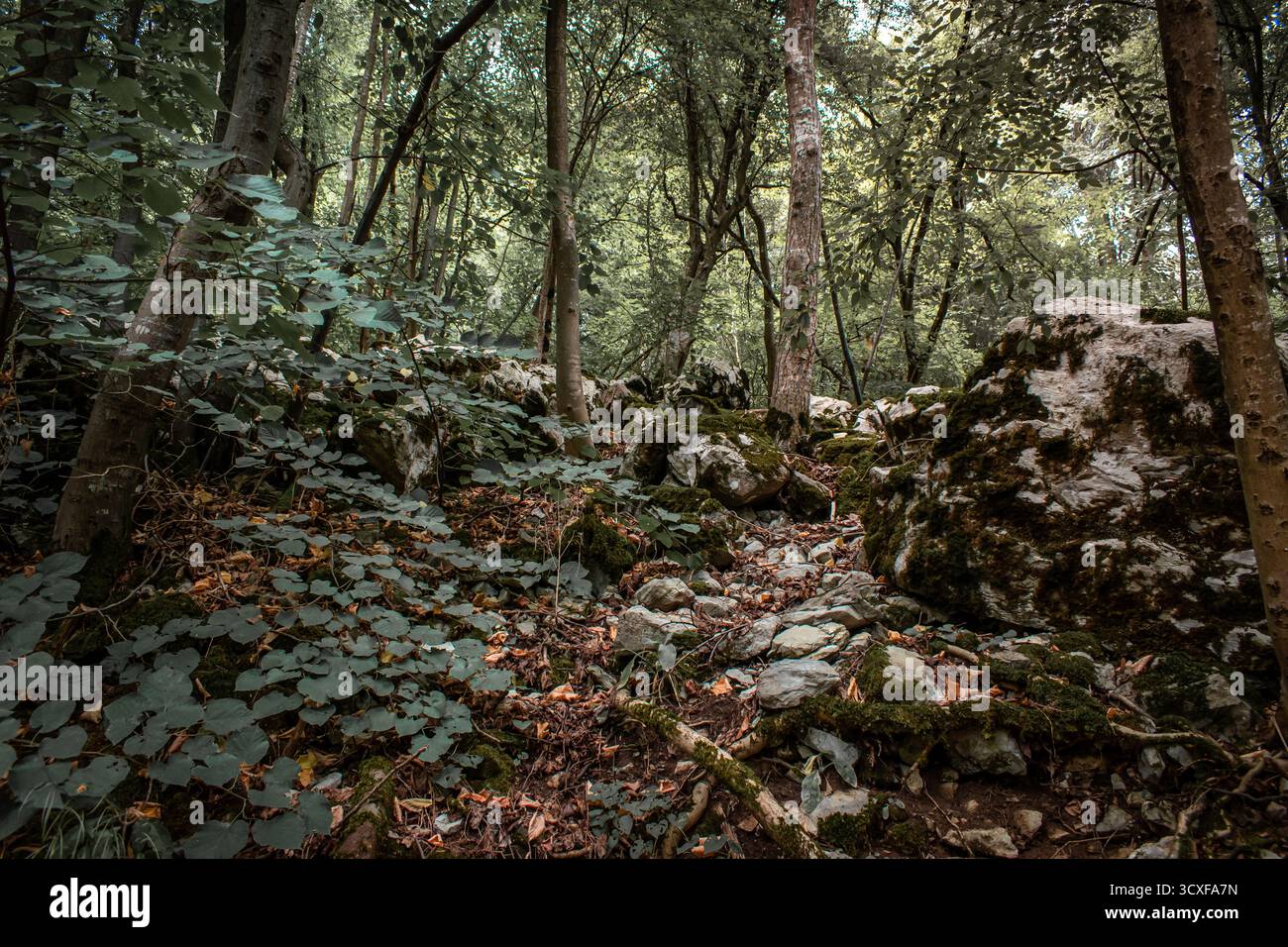 Una fitta foresta con colline ondulate, piena di alberi spessi, radici aggrovigliate e massi ricoperti di muschio. Foto Stock Una fitta foresta con colline ondulate, piena di alberi spessi, radici aggrovigliate e massi ricoperti di muschio. Foto Stock