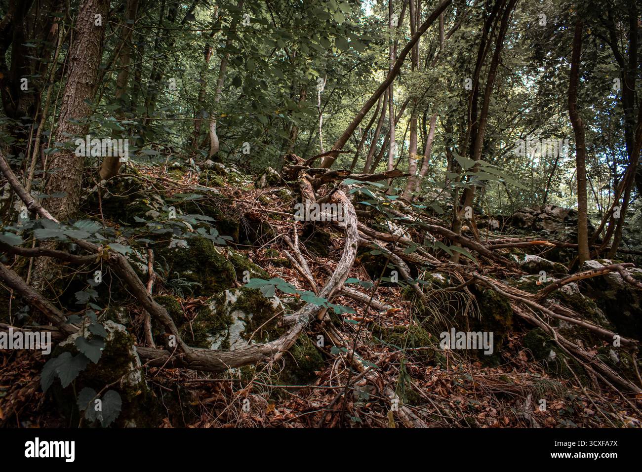 Una fitta foresta con colline ondulate, piena di alberi spessi, radici aggrovigliate e massi ricoperti di muschio. Foto Stock Una fitta foresta con colline ondulate, piena di alberi spessi, radici aggrovigliate e massi ricoperti di muschio. Foto Stock