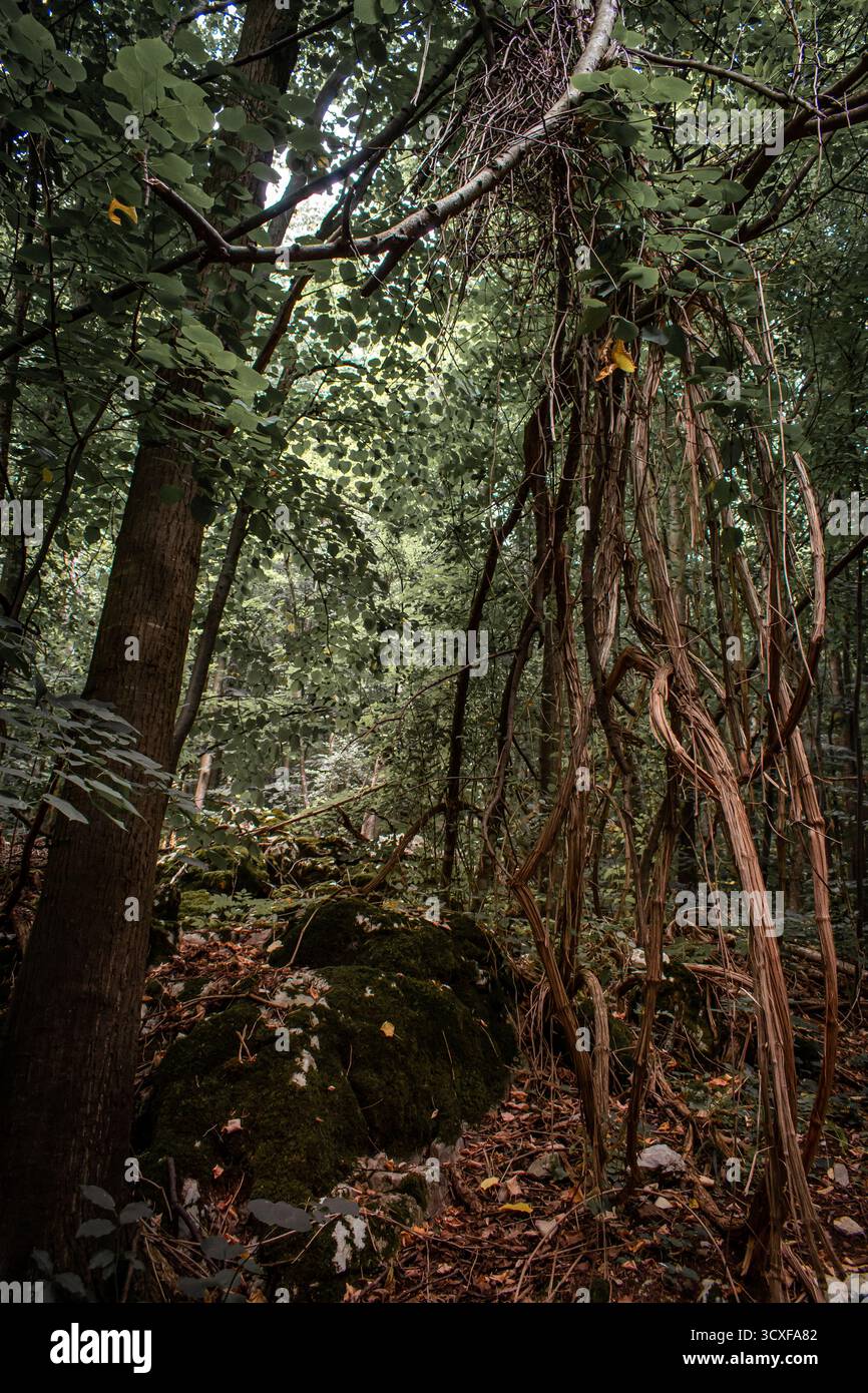 Una fitta foresta con colline ondulate, piena di alberi spessi, radici aggrovigliate e massi ricoperti di muschio. Foto Stock Una fitta foresta con colline ondulate, piena di alberi spessi, radici aggrovigliate e massi ricoperti di muschio. Foto Stock
