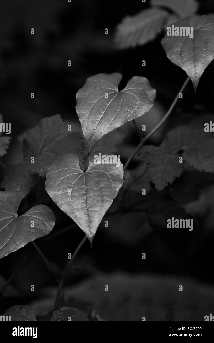 Immagine in bianco e nero di due foglie di gloria mattutina a forma di cuore (Ipomoea) a fuoco, monocromatico, scuro, verticale Foto Stock