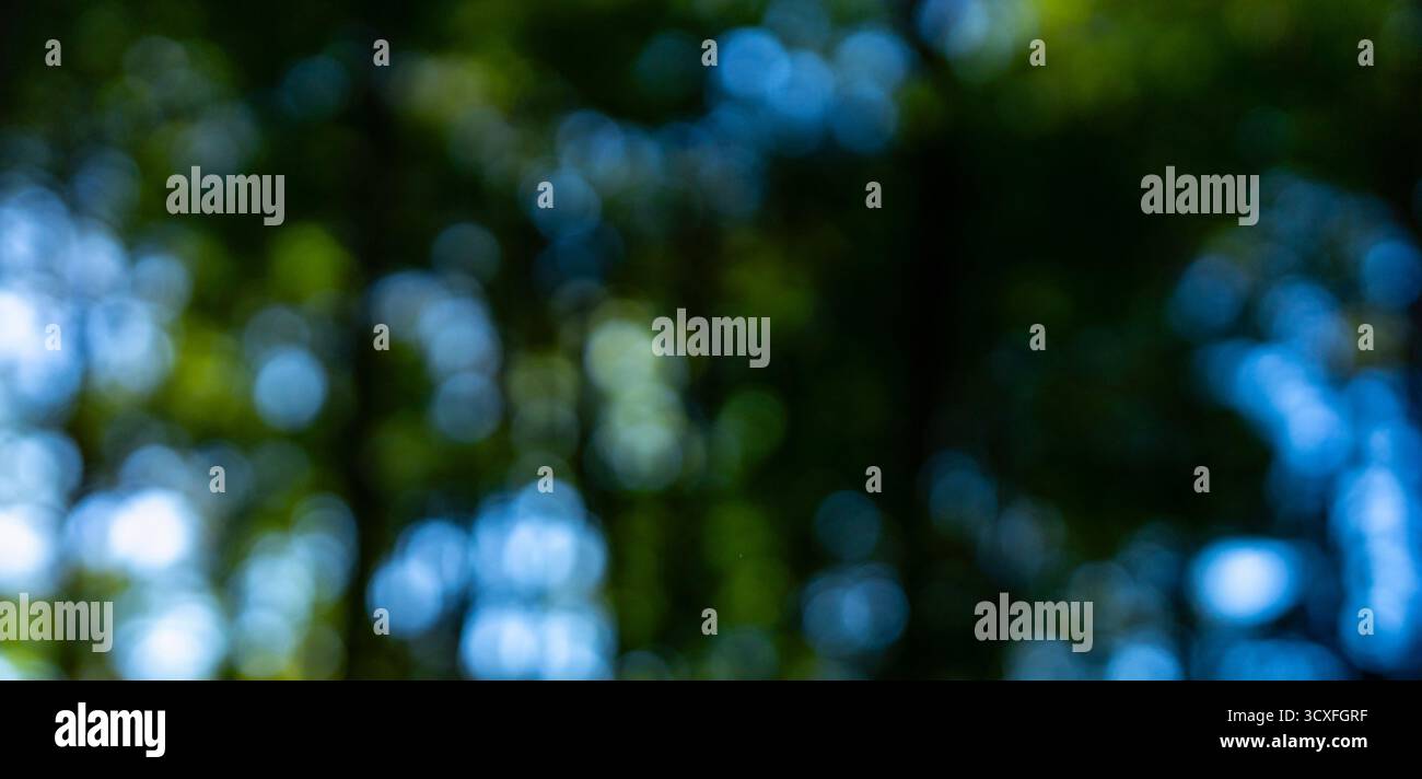 Texture sfocati per un design naturale. Foglie di primavera fresche alla luce del sole. Prato sfocato con vegetazione. Il fogliame lucido riflette la luce solare. Foresta Foto Stock