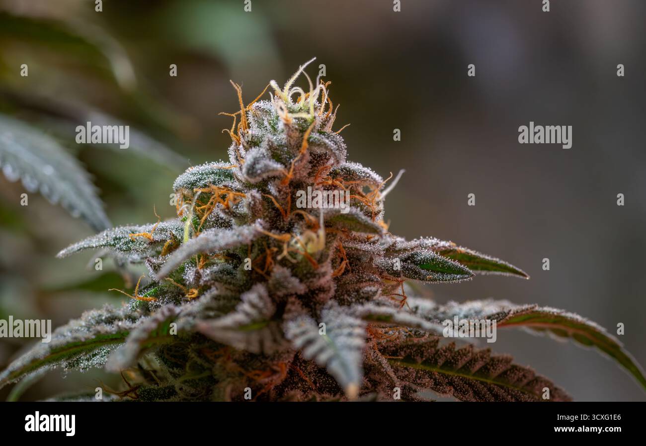 Varietà di formaggio nero di mela Hitchcock e formaggio blu fiore di marijuana al coperto Foto Stock