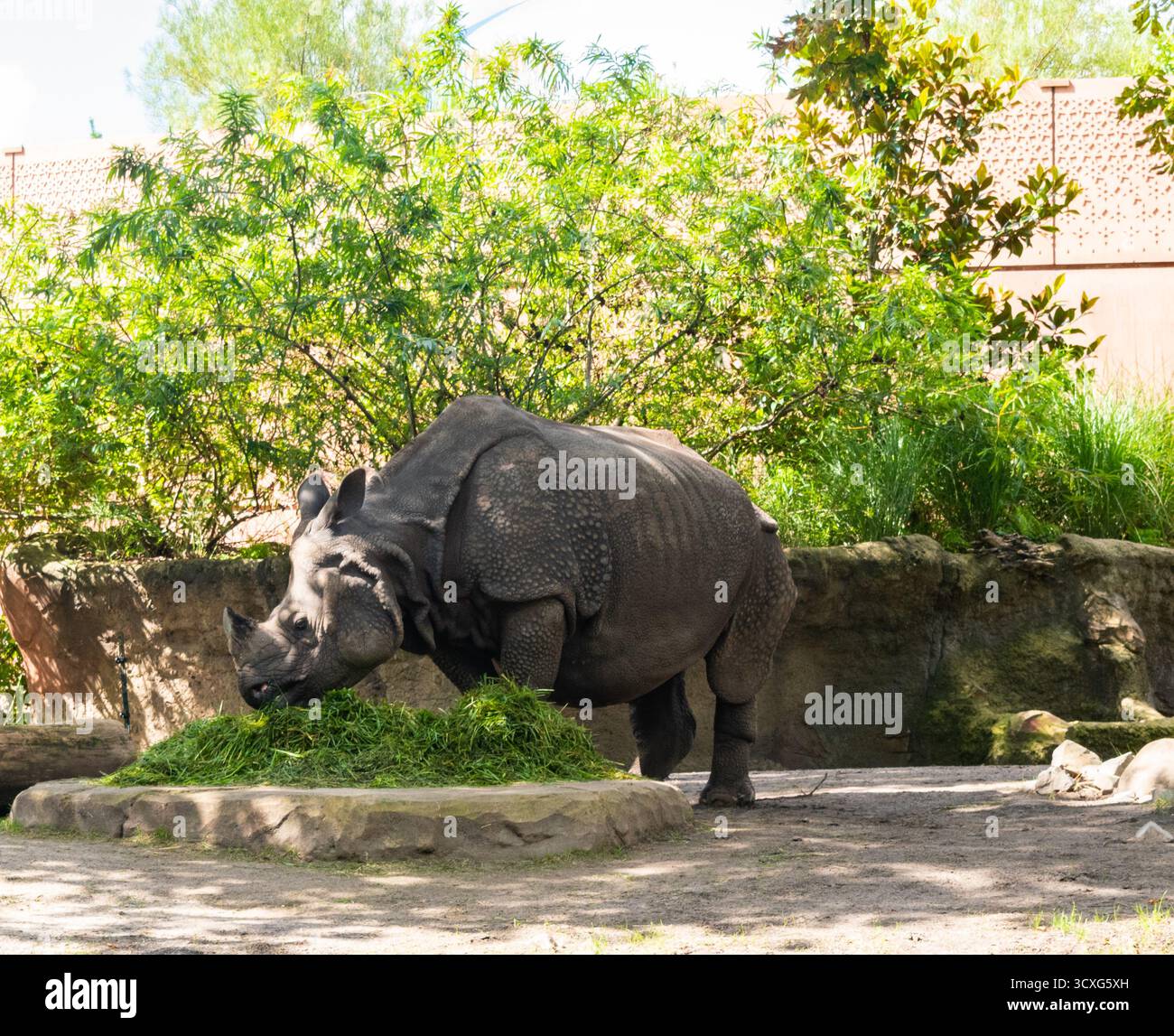 Questa è una vista ravvicinata del rinoceronte nello zoo di Berlino. È la foto di rinoceronte nel giardino zoologico Foto Stock