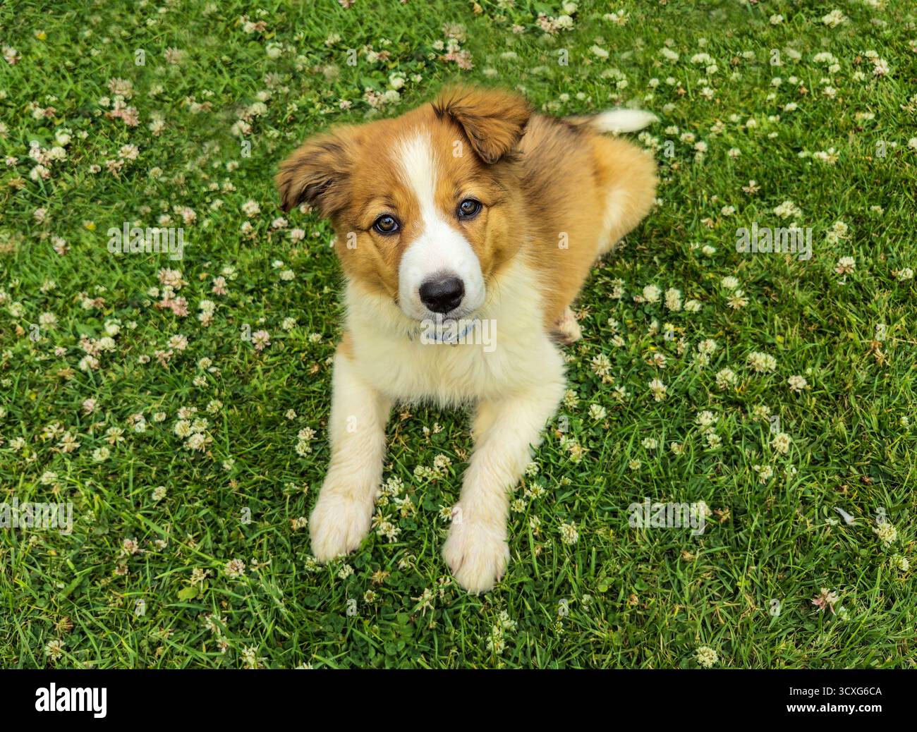 Un simpatico cucciolo di Collie marrone e bianco, Inghilterra, Regno Unito Foto Stock