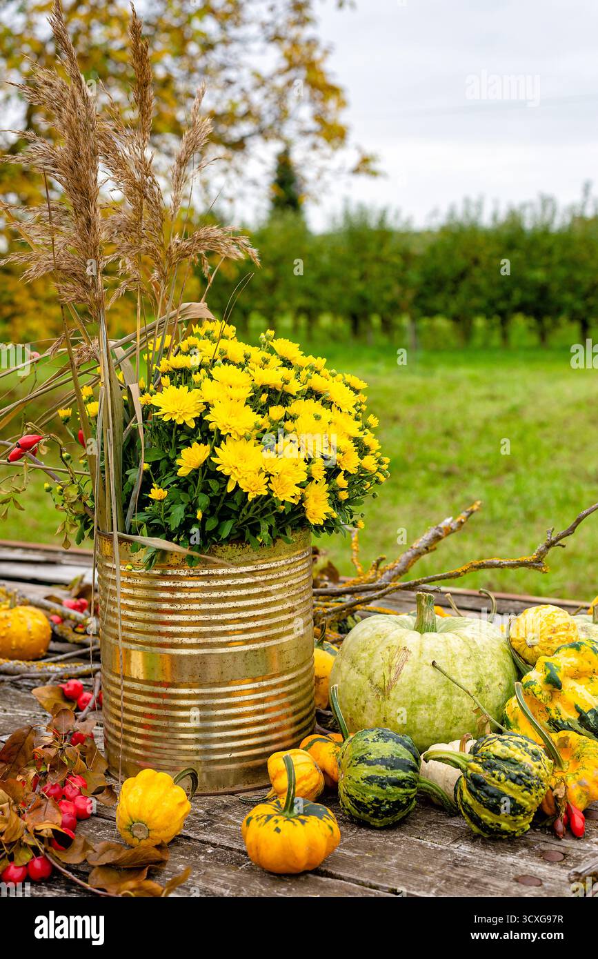 Un caldo bouquet autunnale con crisantemi gialli e zucche, adagiato su un tranquillo giardino con alberi ed erba. Foto Stock
