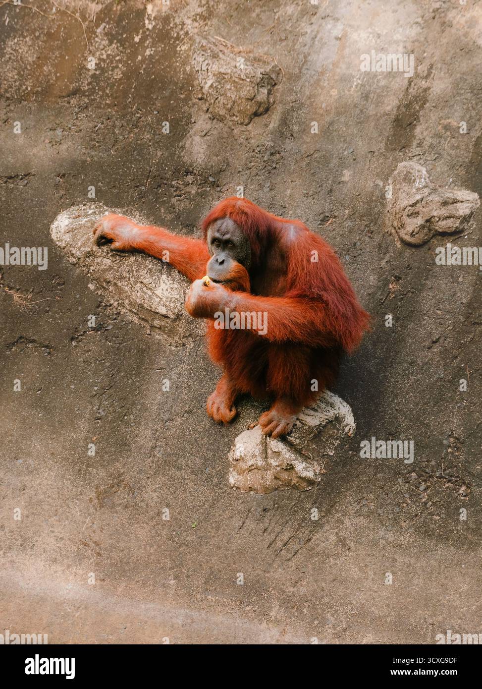 Un orangutan con pelliccia marrone-rossastra seduto su una parete di roccia, tenendo il cibo in mano e guardando attentamente in lontananza Foto Stock