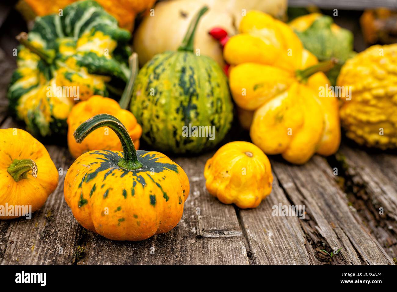 Un primo piano di mini zucche e buongustai su tavole di legno invecchiate, che rappresentano la bellezza rustica dell'autunno. Foto Stock