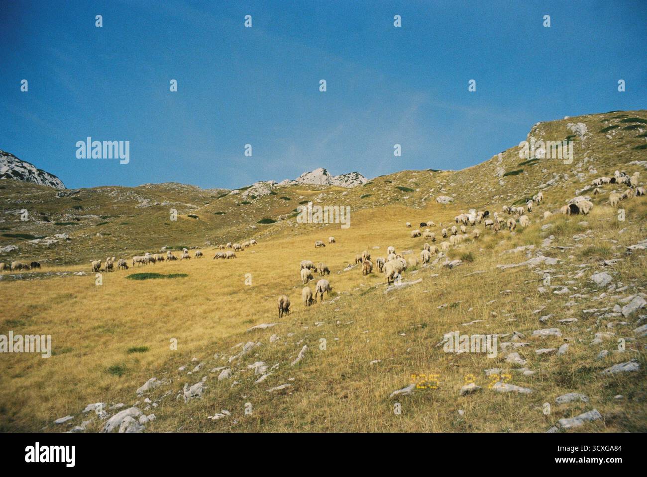 Gregge di pecore che pascolano su una collina dorata sotto un cielo azzurro luminoso sulle montagne montenegrine girate su pellicola Foto Stock