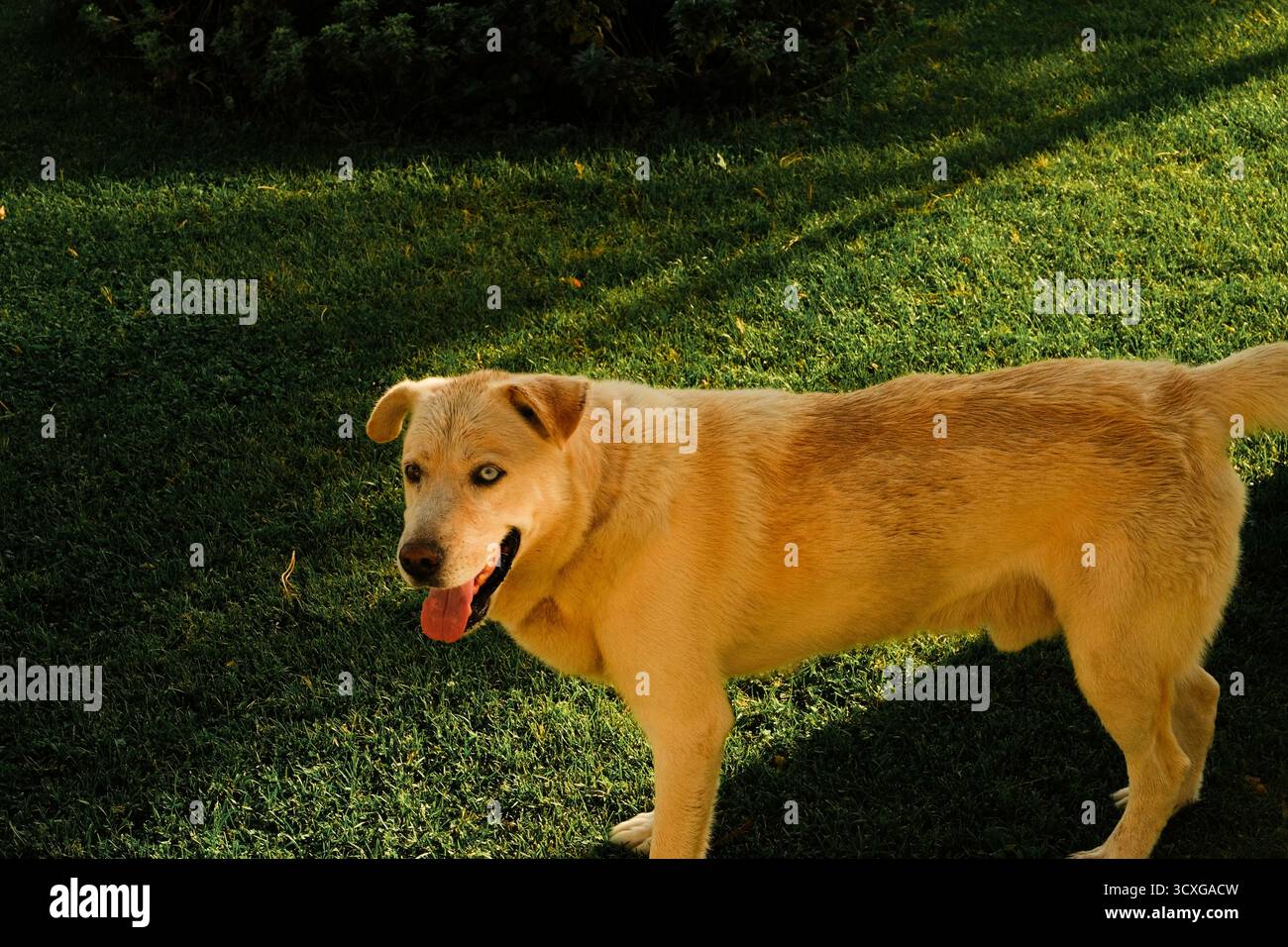 Cane d'oro con occhi azzurri in piedi su erba verde alla luce del sole Foto Stock