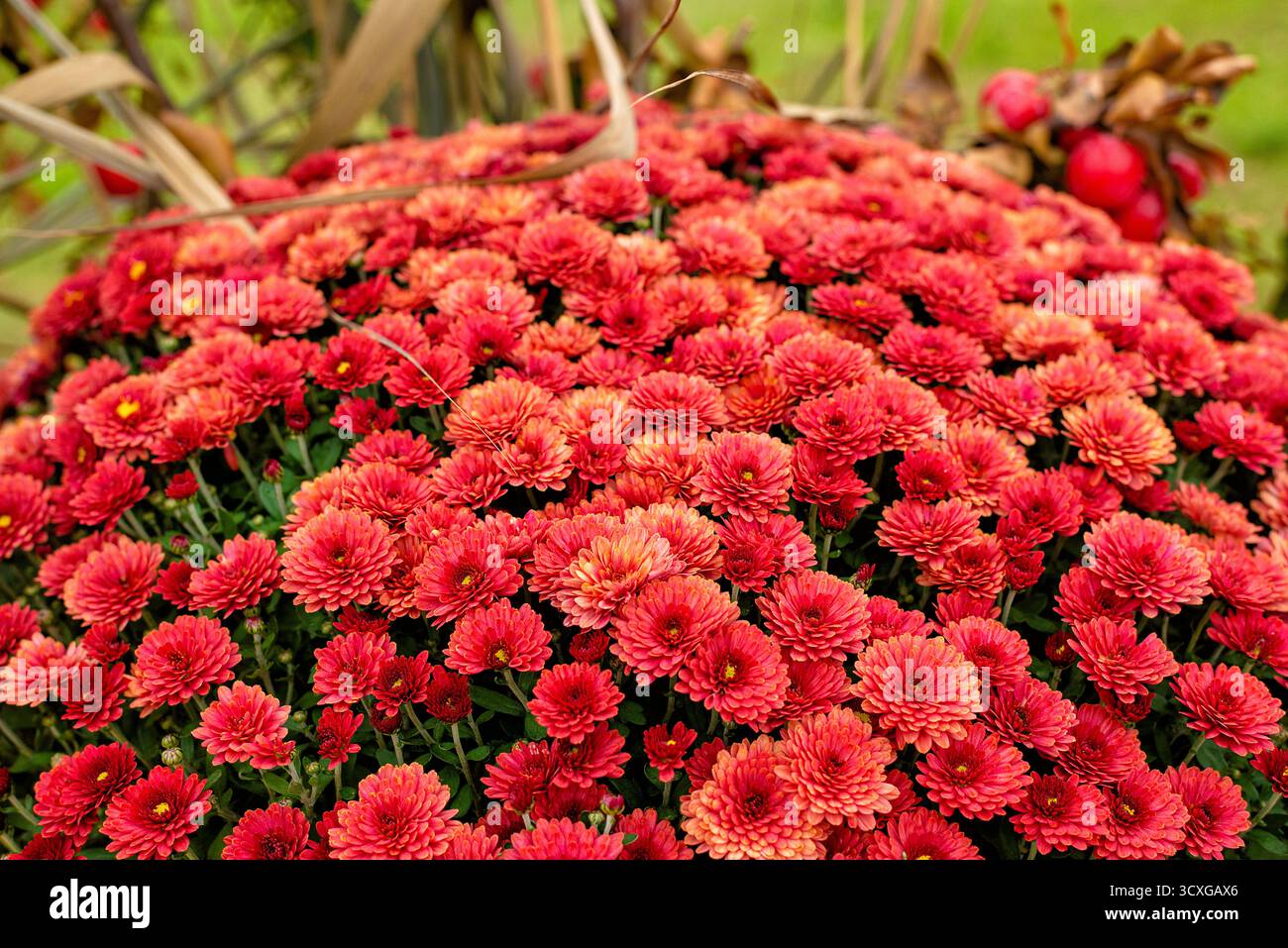 Un denso gruppo di crisantemi rossi in piena fioritura, simboleggiano l'intensità e il calore dell'autunno. Foto Stock