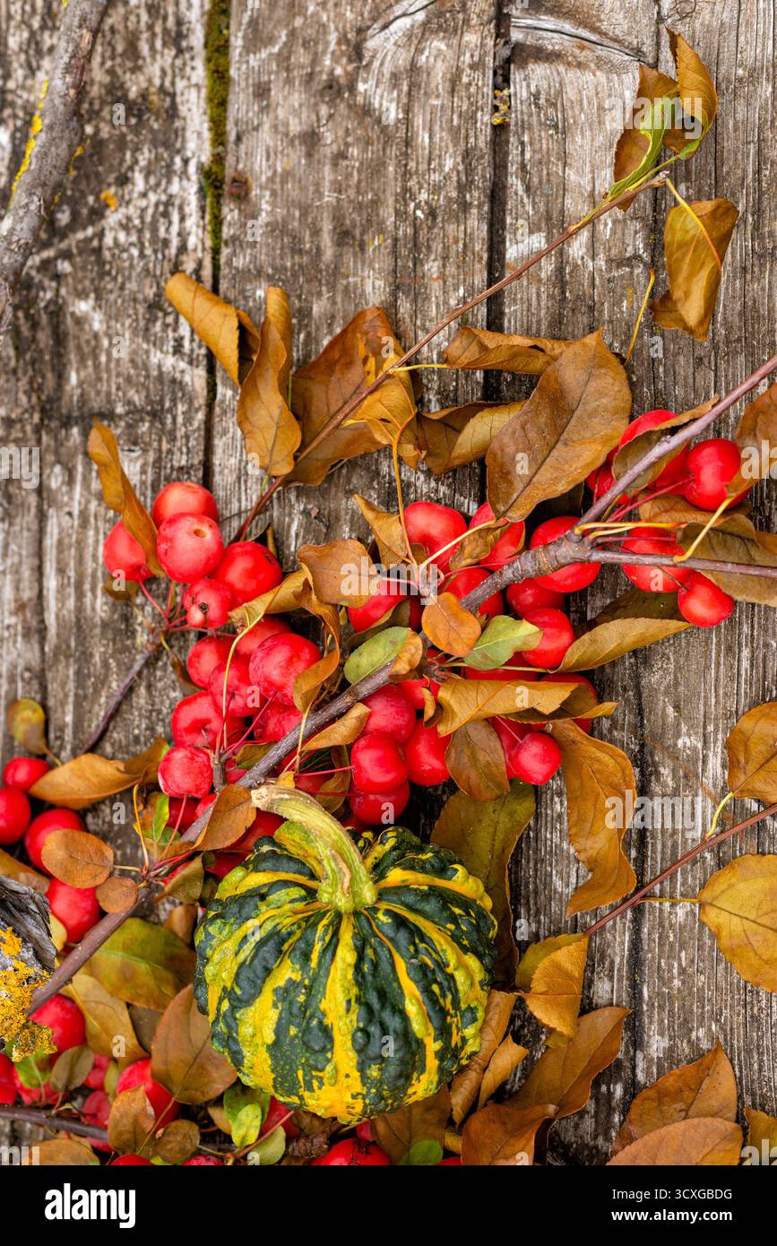 Foglie cadute, bacche rosse e buongustai a righe riposano su legno invecchiato, rappresentando la bellezza del cambiamento di stagione. Foto Stock