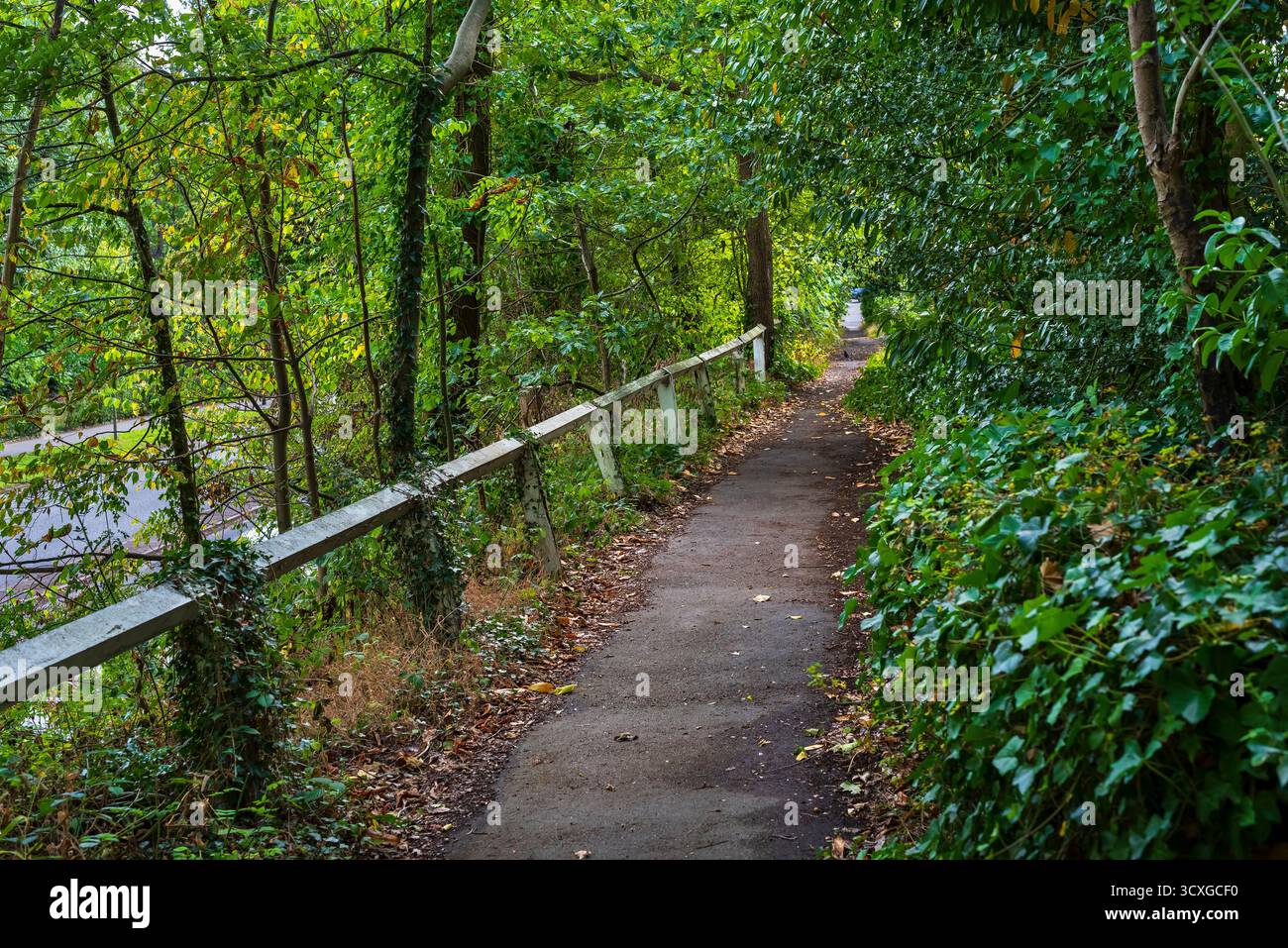 Sentiero con una bassa recinzione a Ecclesall Woods, antico bosco a Sheffield. Foto Stock