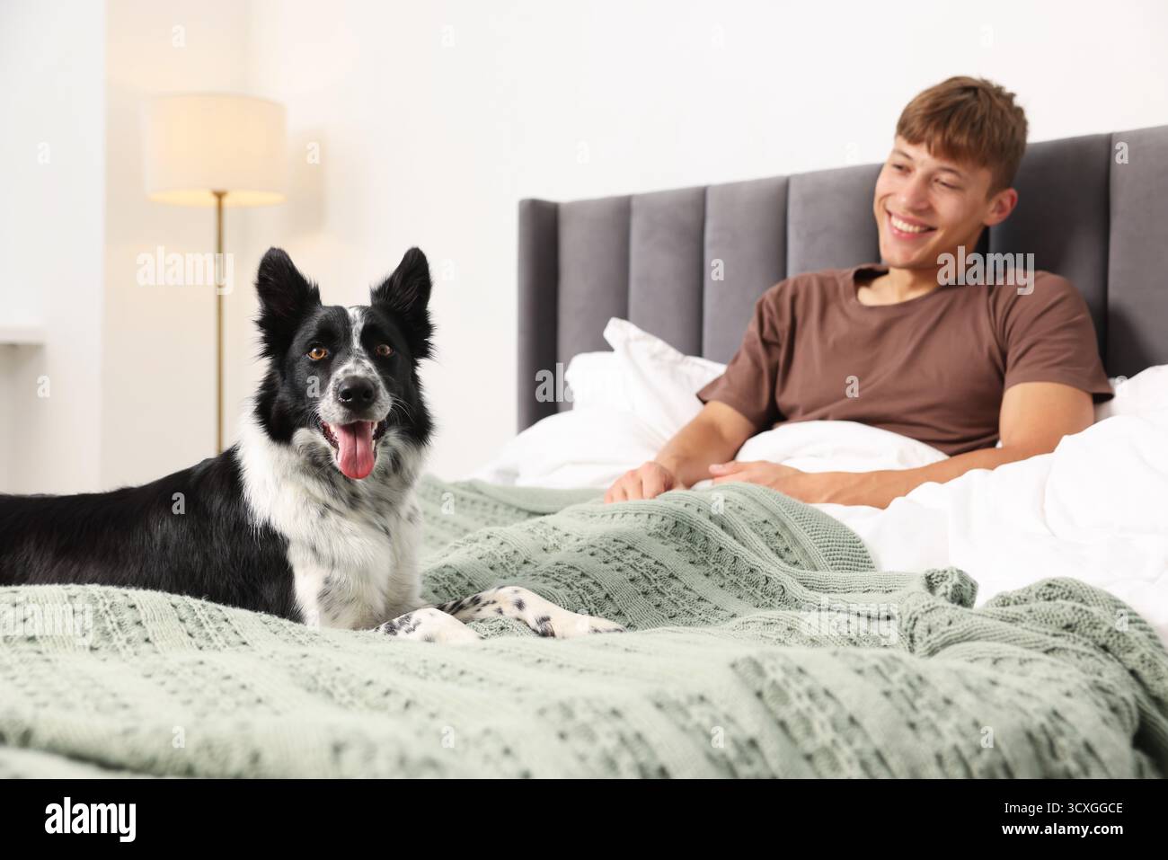 Hotel in cui sono ammessi gli animali domestici. L'uomo e il suo carino cane a letto al chiuso Foto Stock
