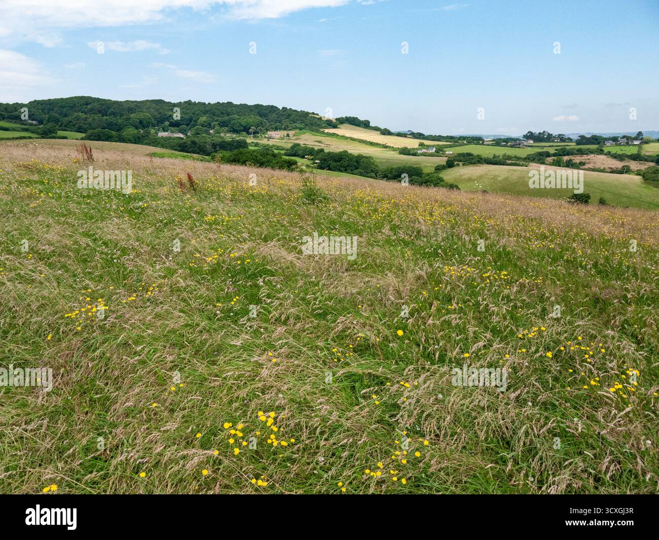 Campagna ondulata con prato di fiori selvatici e terreni agricoli in estate nel Dorset Foto Stock
