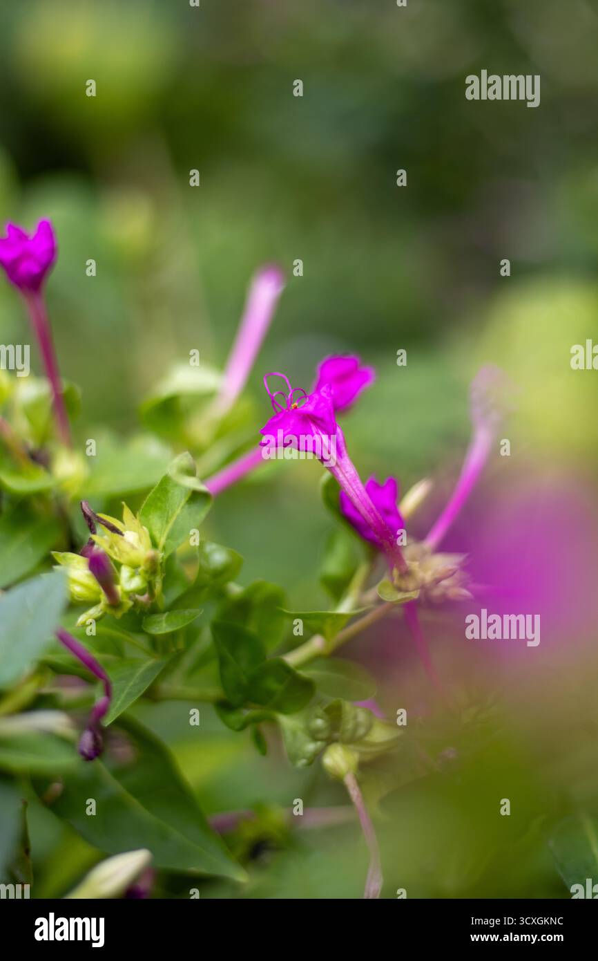Rosa Marvel del Perù o fiore alle quattro (Mirabilis jalapa) isolato su uno sfondo naturale Foto Stock