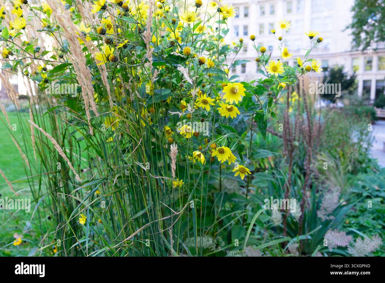 Alti fiori gialli Helianthus Lemon Queen in fiore Finsbury Circle Gardens nel giardino della City of London in autunno ottobre 2025 Regno Unito KATHY DEWITT Foto Stock