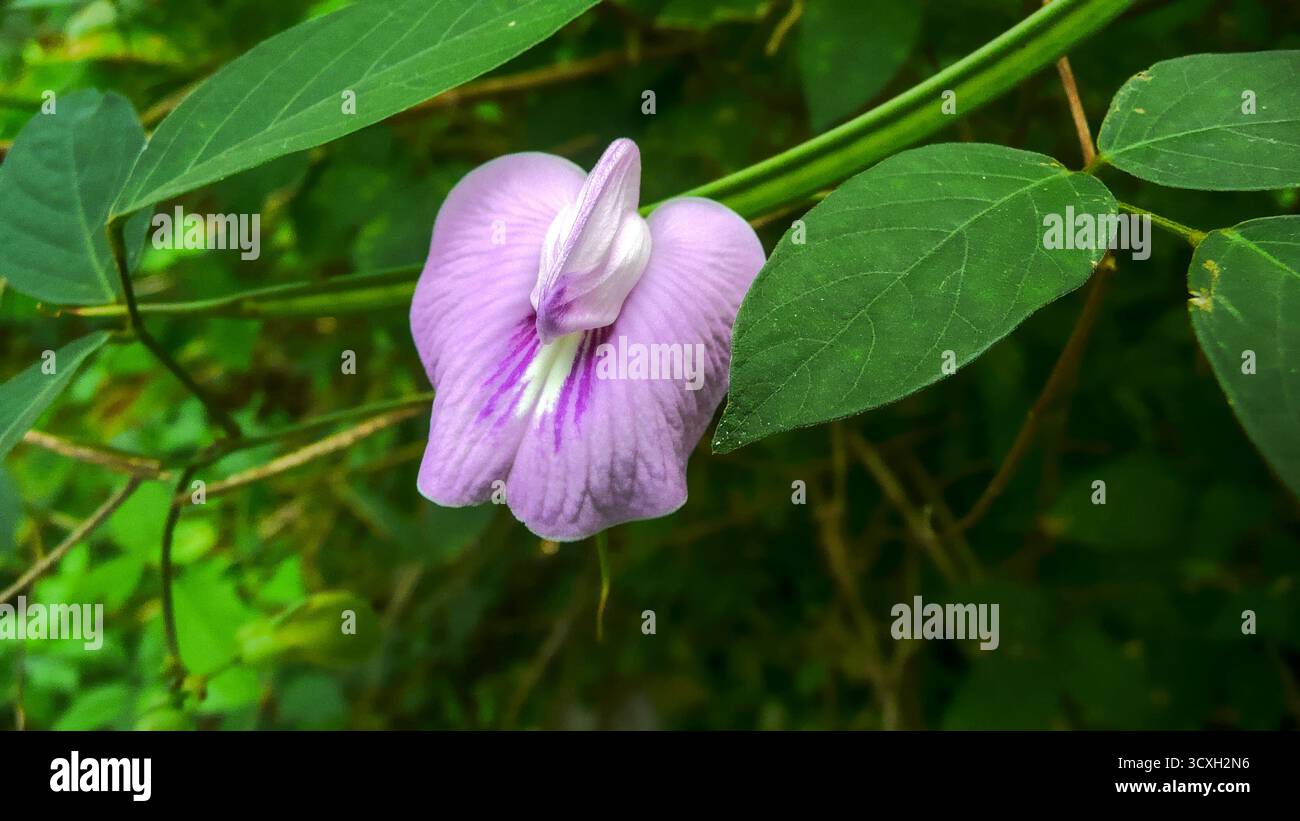 Primo piano di un fiore di pisello a farfalla (Clitoria ternatea) con petali blu vibranti e delicati dettagli naturali in una luce soffusa. Foto Stock