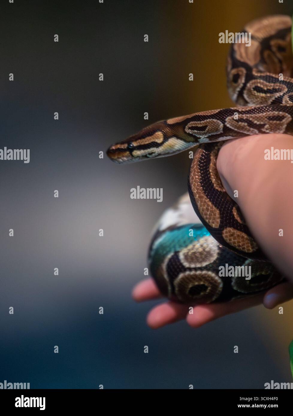 Amore esotico per animali domestici! Il pitone sferico si avvolge delicatamente nelle mani di un gestore. Dettaglio dei rettili allevati in prigionia e manipolazione sicura. Foto Stock