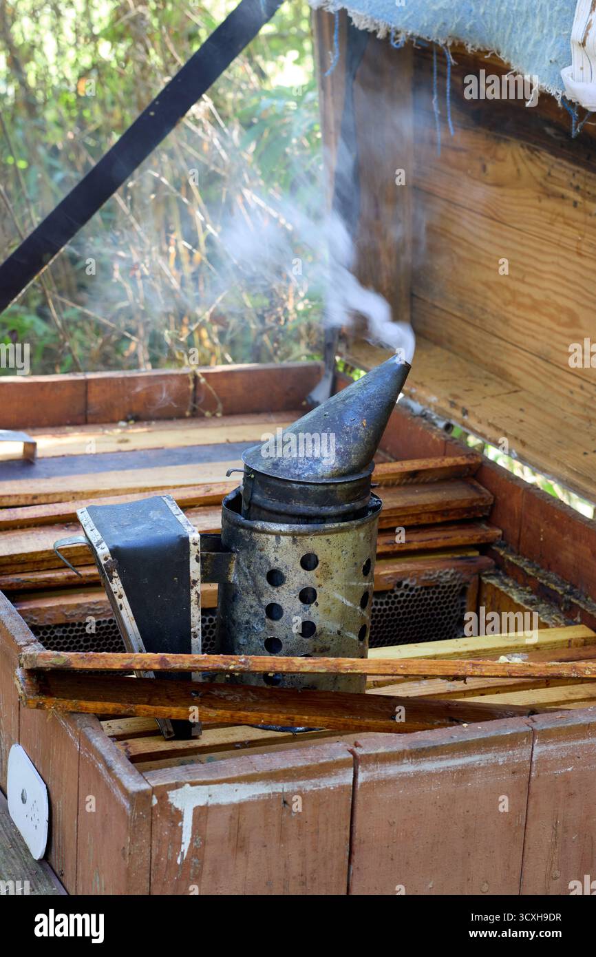 Primo piano di un fumatore di api che emette fumo in cima all'alveare aperto, concetto di apicoltura, in campagna in una giornata estiva di sole. Foto Stock