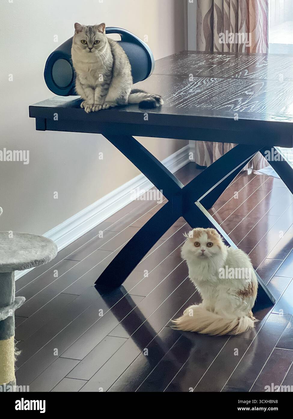 uno dei gatti e' posizionato su un tavolo di legno in una stanza ben illuminata, evidenziando il loro comportamento giocoso e l'idea di animali domestici sui mobili Foto Stock