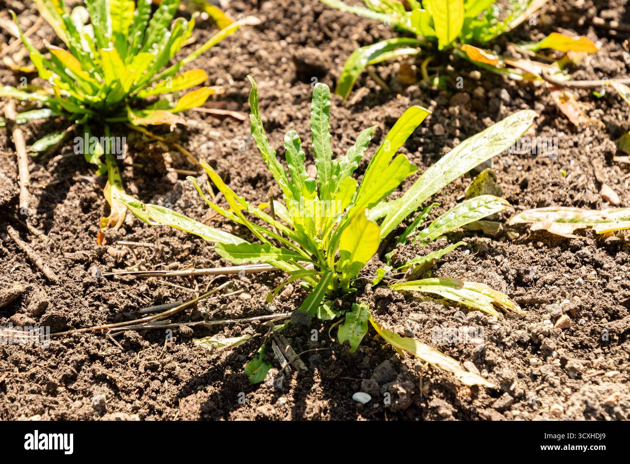 Zurigo, Svizzera, 8 aprile 2025 Reseda Luteola o tintori a razzo presso il giardino botanico Foto Stock