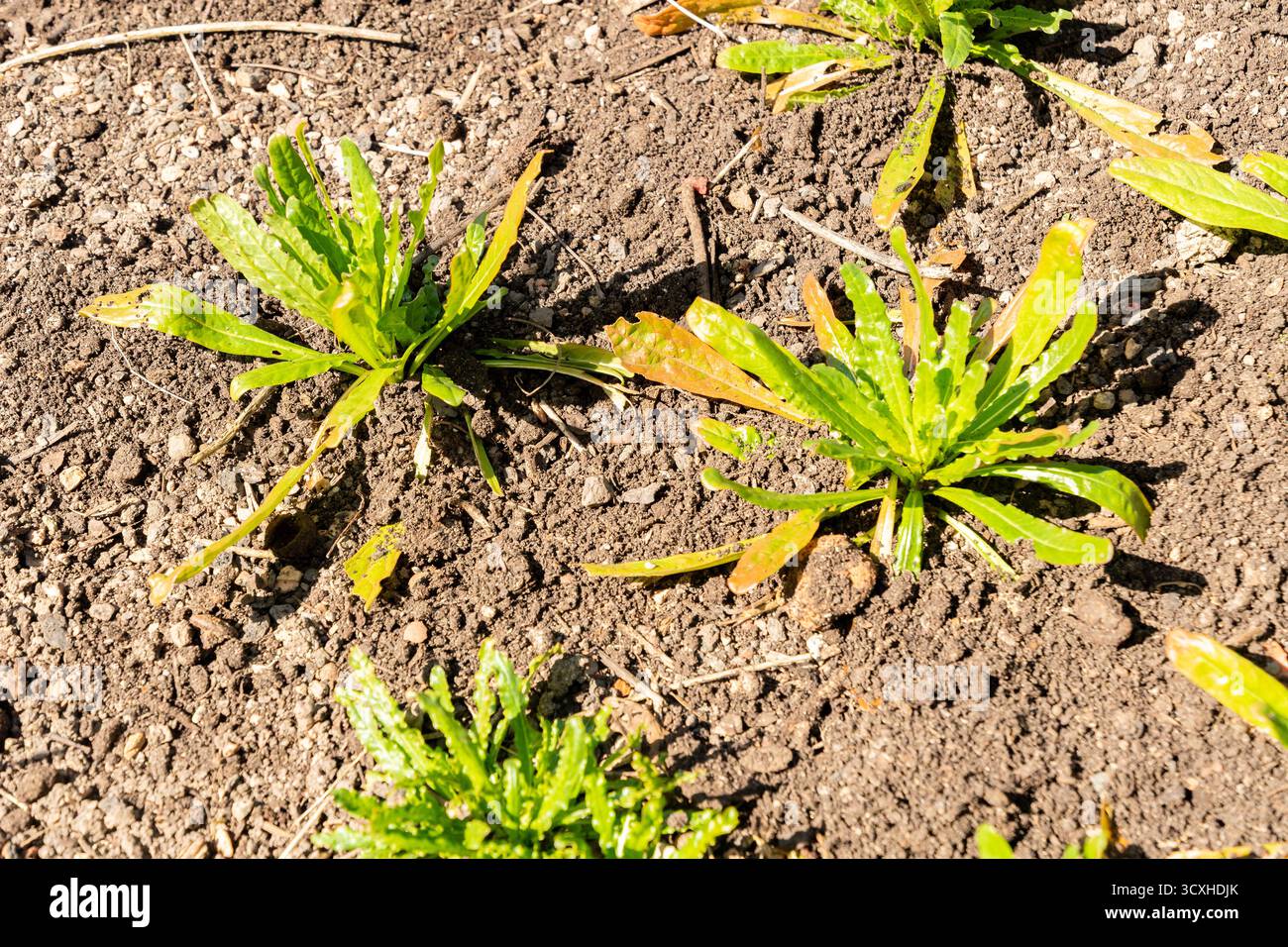 Zurigo, Svizzera, 8 aprile 2025 Reseda Luteola o tintori a razzo presso il giardino botanico Foto Stock